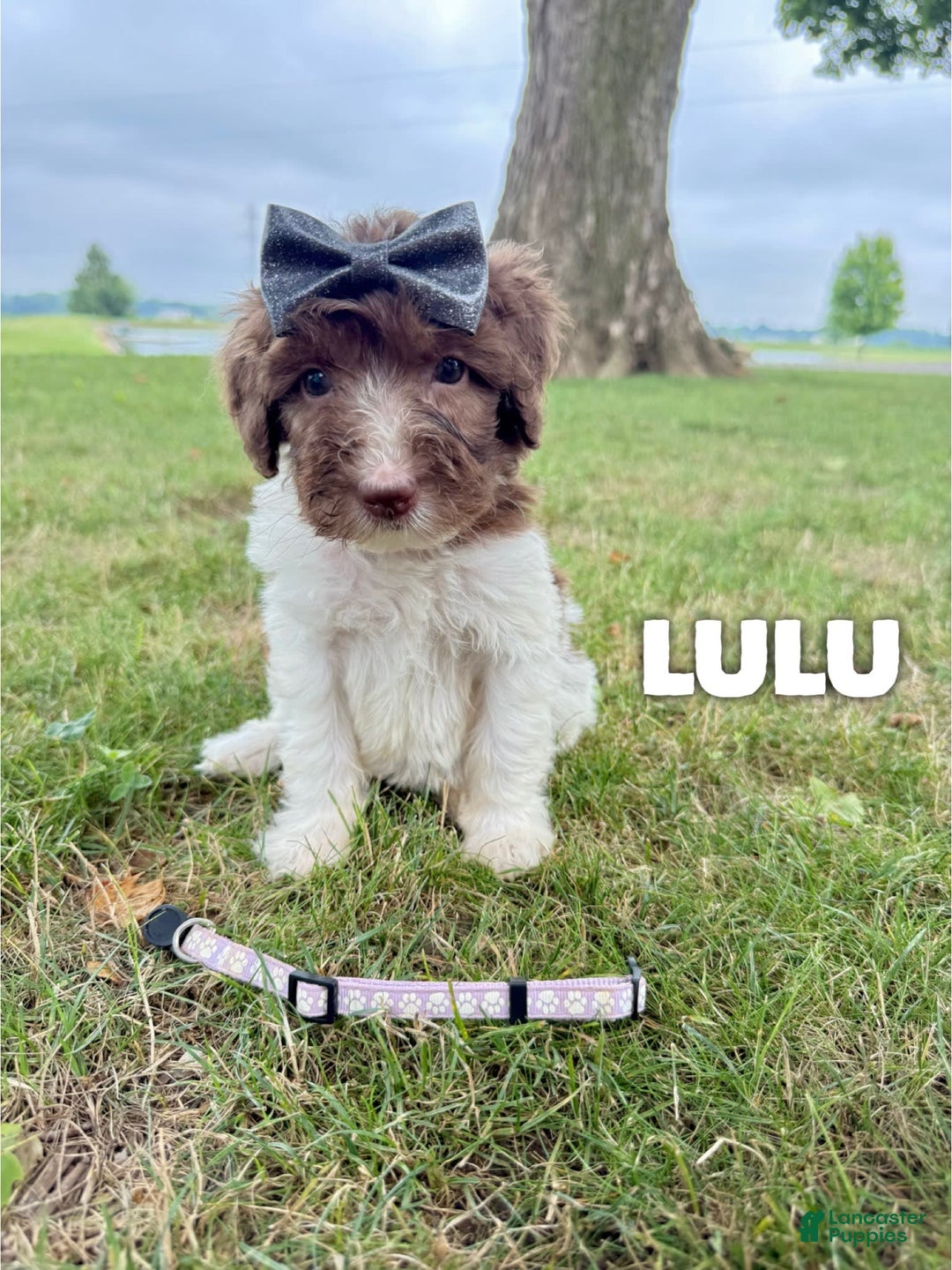Saint Berdoodles dogs for sale: Lulu- Standard F1b - Image 2