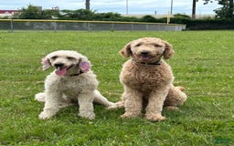 Goldendoodle dogs for sale: Multigenerational Mini Goldendoodles - Image 4