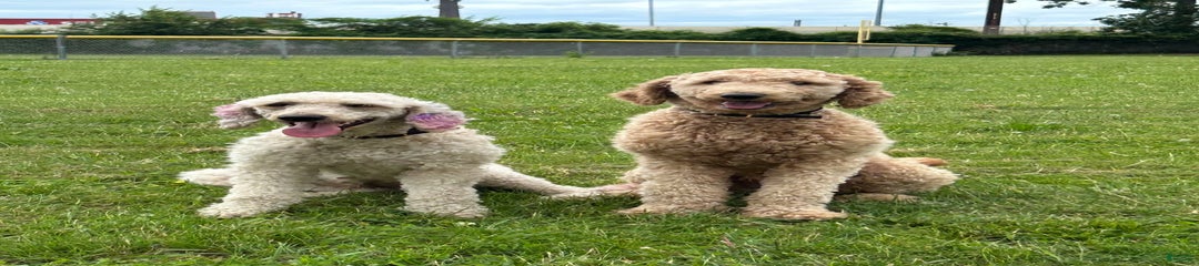 Multigenerational Mini Goldendoodles