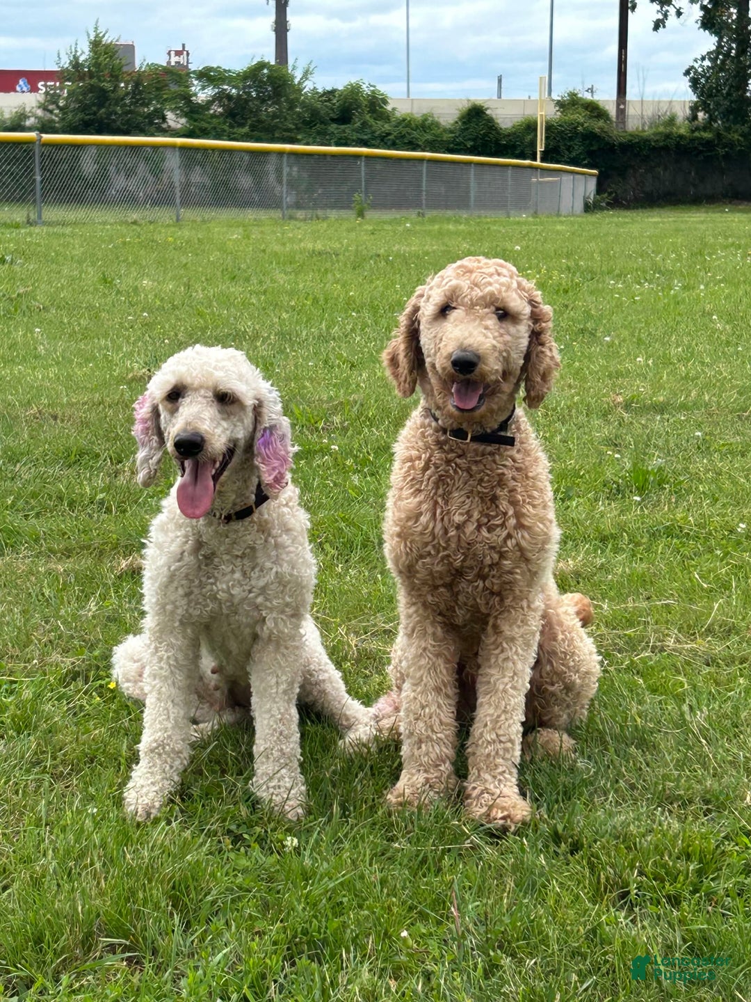 Goldendoodle dogs for sale: Multigenerational Mini Goldendoodles - Image 4