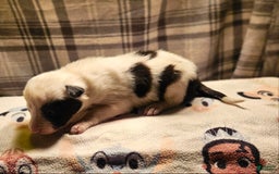 Border Collie dogs for sale: Bambi - Image 21