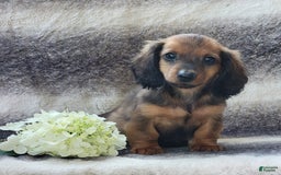 Miniature Dachshund dogs for sale: Trooper - Image 7