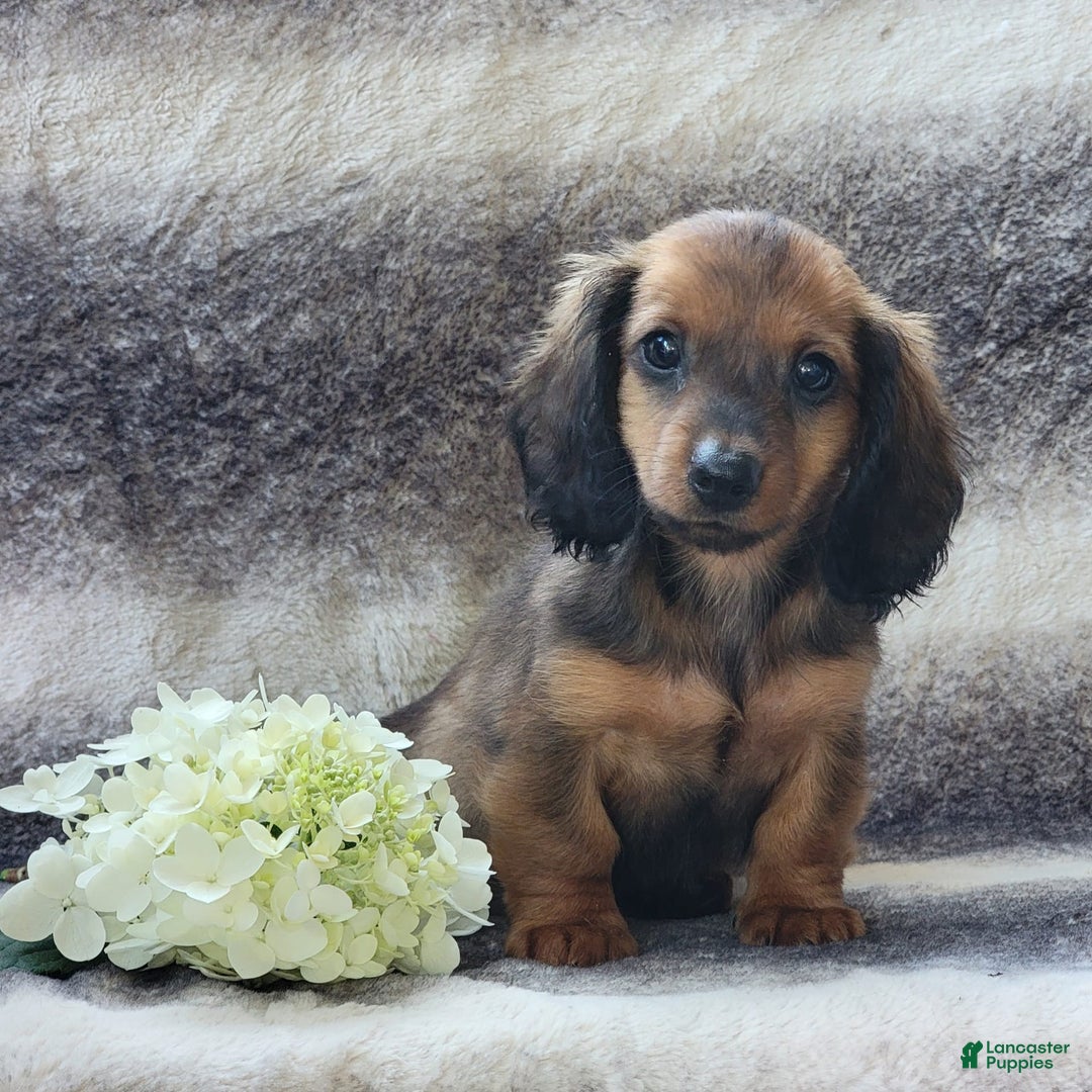 Miniature Dachshund dogs for sale: Trooper - Image 7