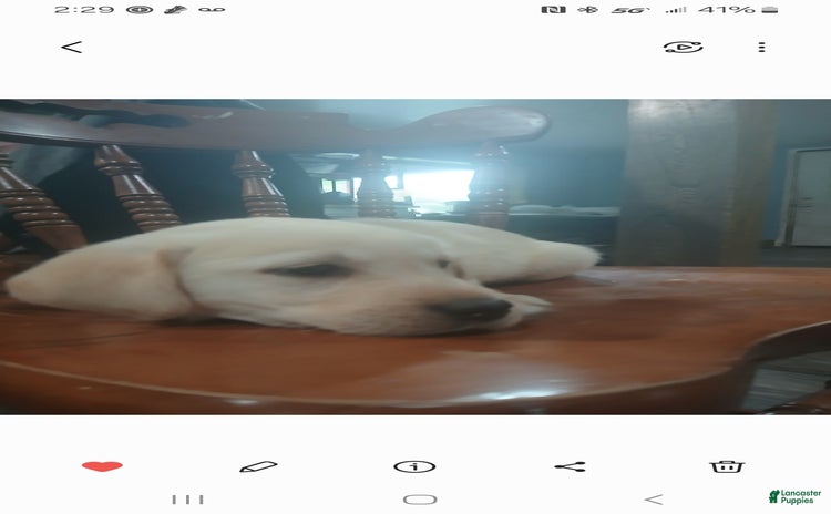 Labrador Retriever dogs for sale - Ad 3