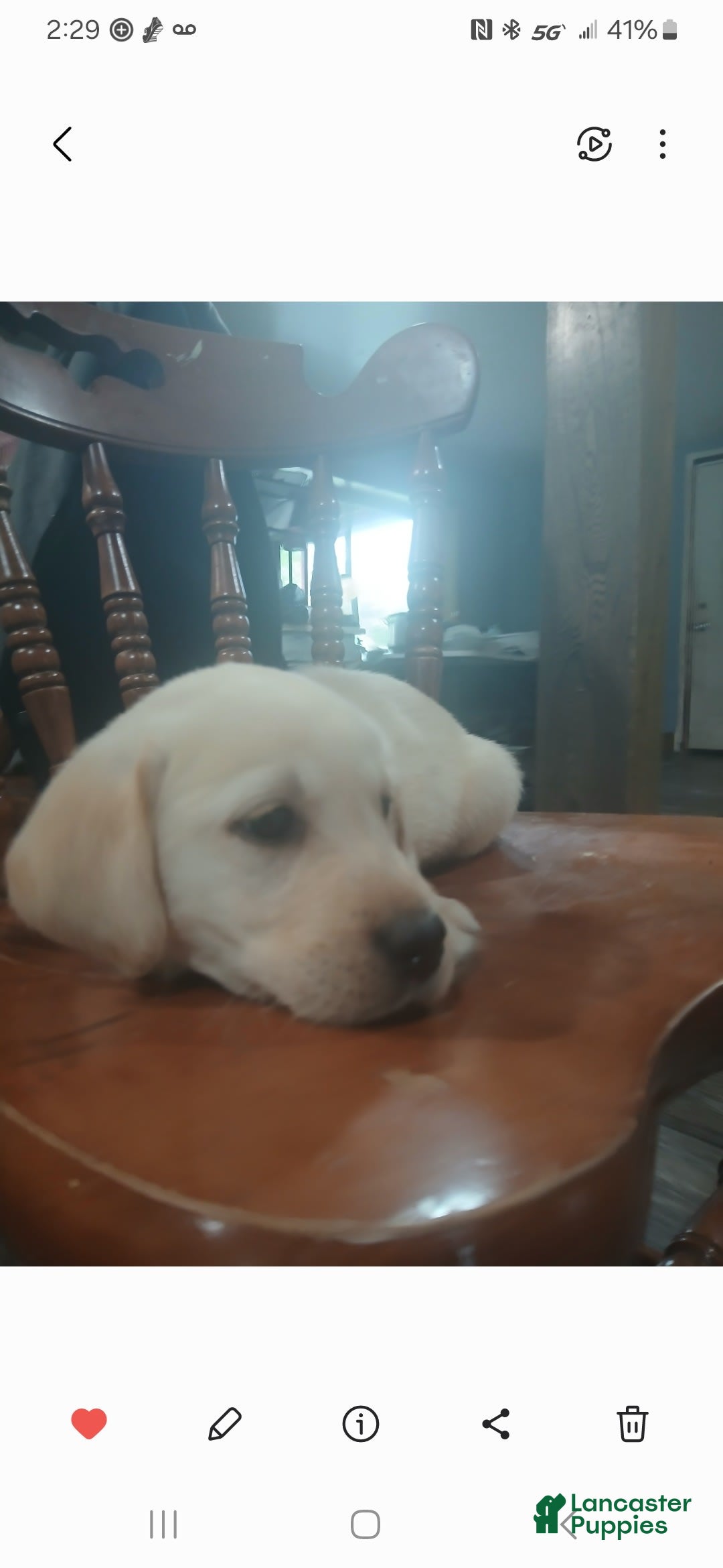Labrador Retriever dogs for sale: Zane - Image 1