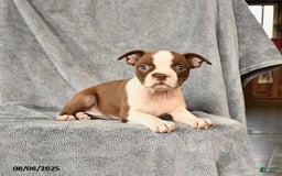 Boston Terrier dogs for sale: Boston Terrier 5 puppies - Image 25
