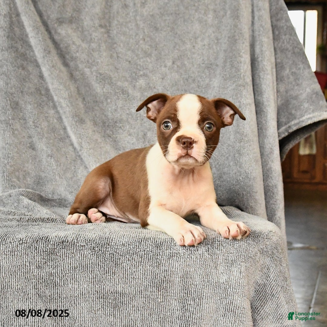 Boston Terrier dogs for sale: Boston Terrier 5 puppies - Image 25