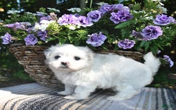Maltese dogs for sale: Kyler - Image 3