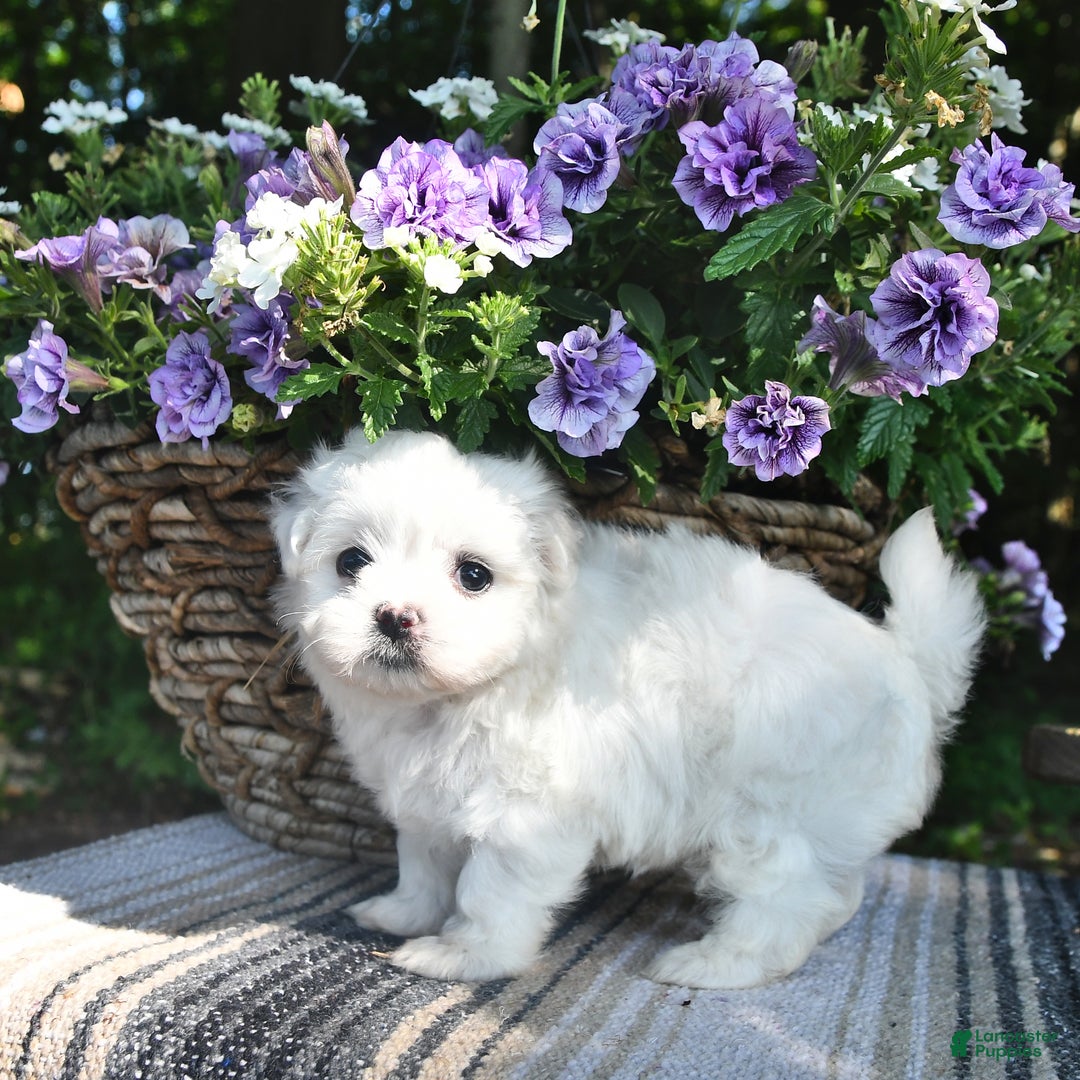 Maltese dogs for sale: Kyler - Image 3