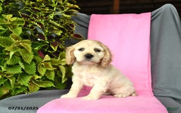 Cocker Spaniel dogs for sale: Elsa - Image 5