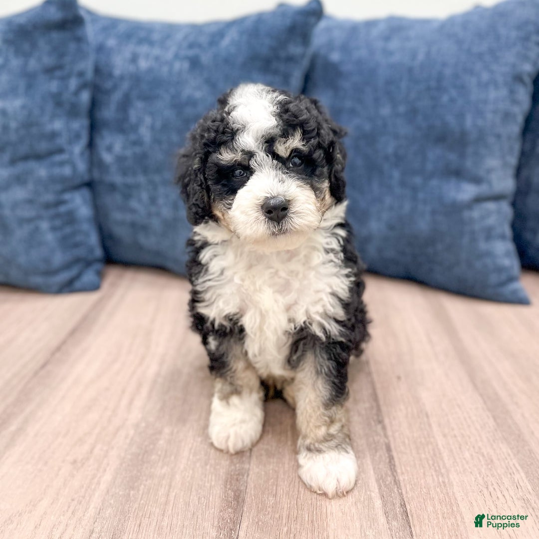 Mini Bernedoodle dogs for sale: Carter - Image 5