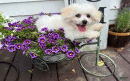 Bichon Frise dogs for sale: Buddy - Image 15
