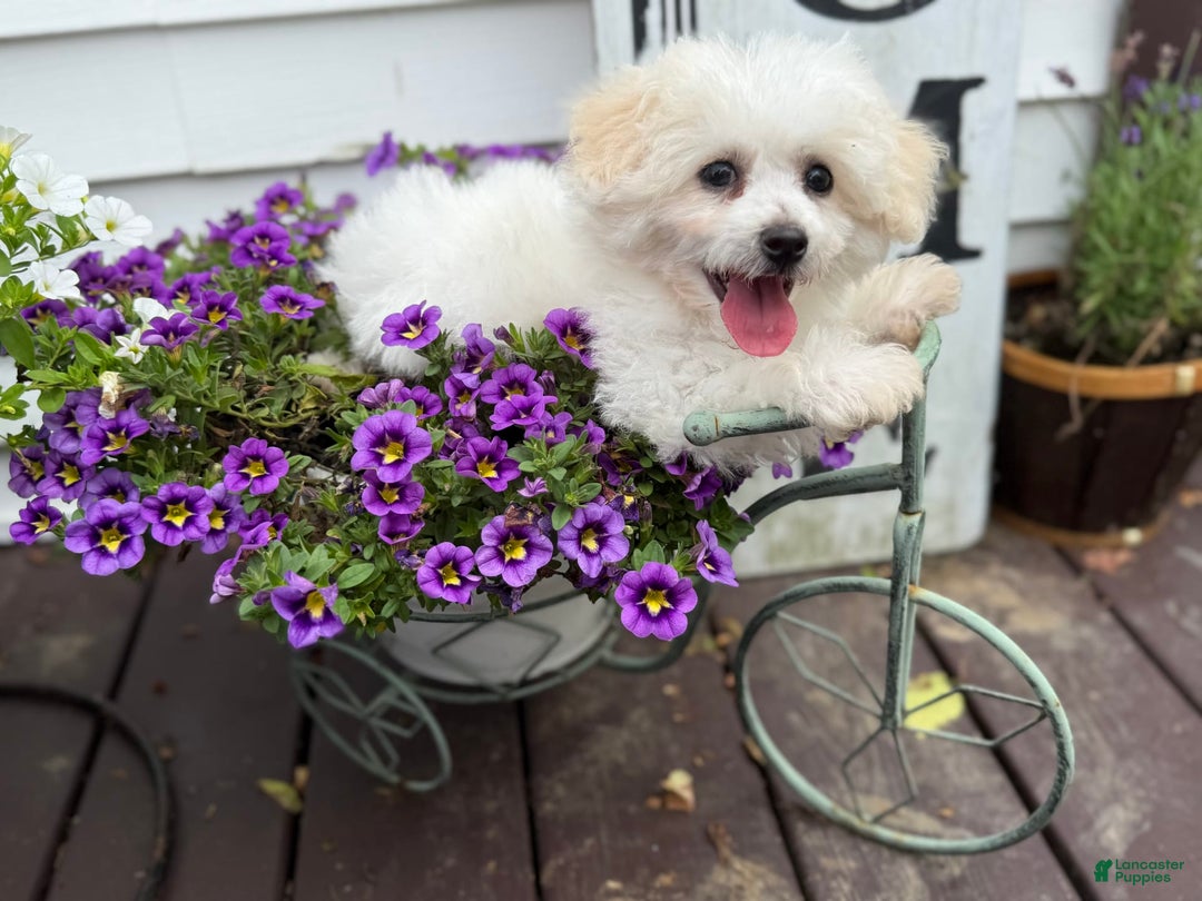 Bichon Frise dogs for sale: Buddy - Image 15