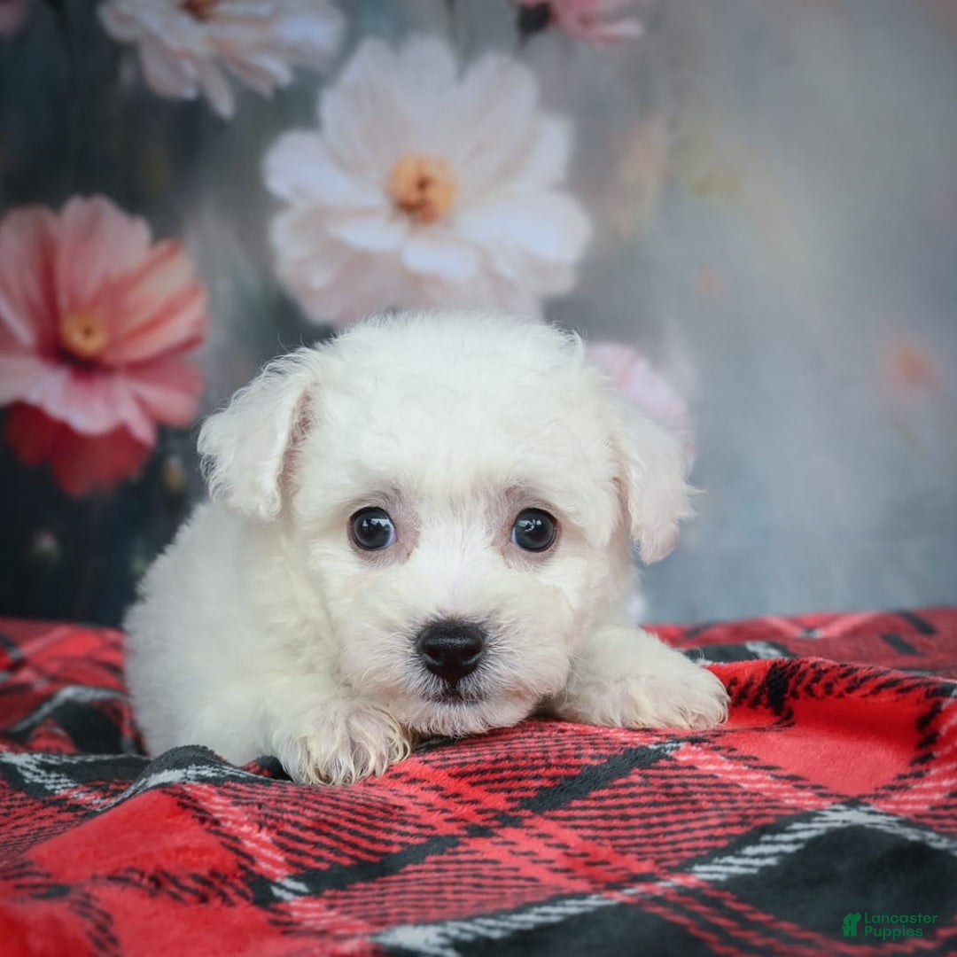 Bichon Frise dogs for sale: Jesse - Image 4
