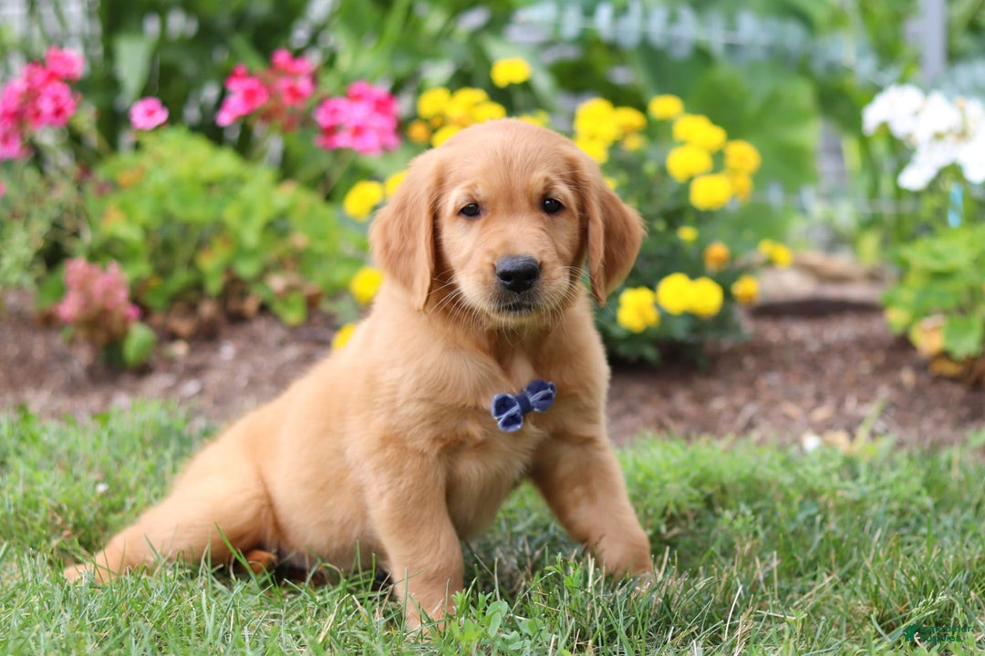 Golden Retriever dogs for sale: Anthony - Image 2