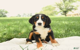 Greater Swiss Mountain Dog dogs for sale: Goldie - Image 12