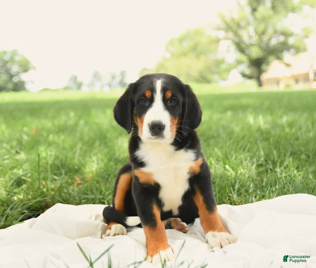Greater Swiss Mountain Dog dogs for sale: Goldie - Image 12