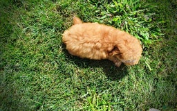 Havapoo dogs for sale: Ember - Image 5