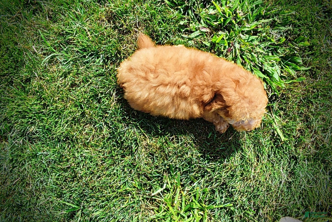 Havapoo dogs for sale: Ember - Image 5