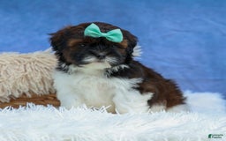 Shihpoo dogs for sale: King - Image 6
