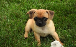 Jug dogs for sale: Jazmin - Image 3