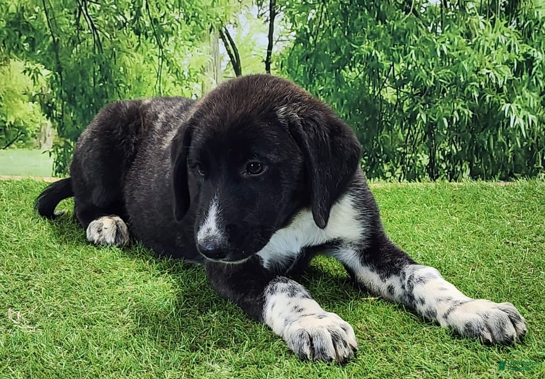 Anatolian Shepherd dogs for sale: AKC Dusty 2025 Female 1 - Image 1