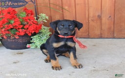 Doberman Pinscher dogs for sale: Ellie - Image 2