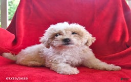 Bichpoo dogs for sale: Sammy - Image 1