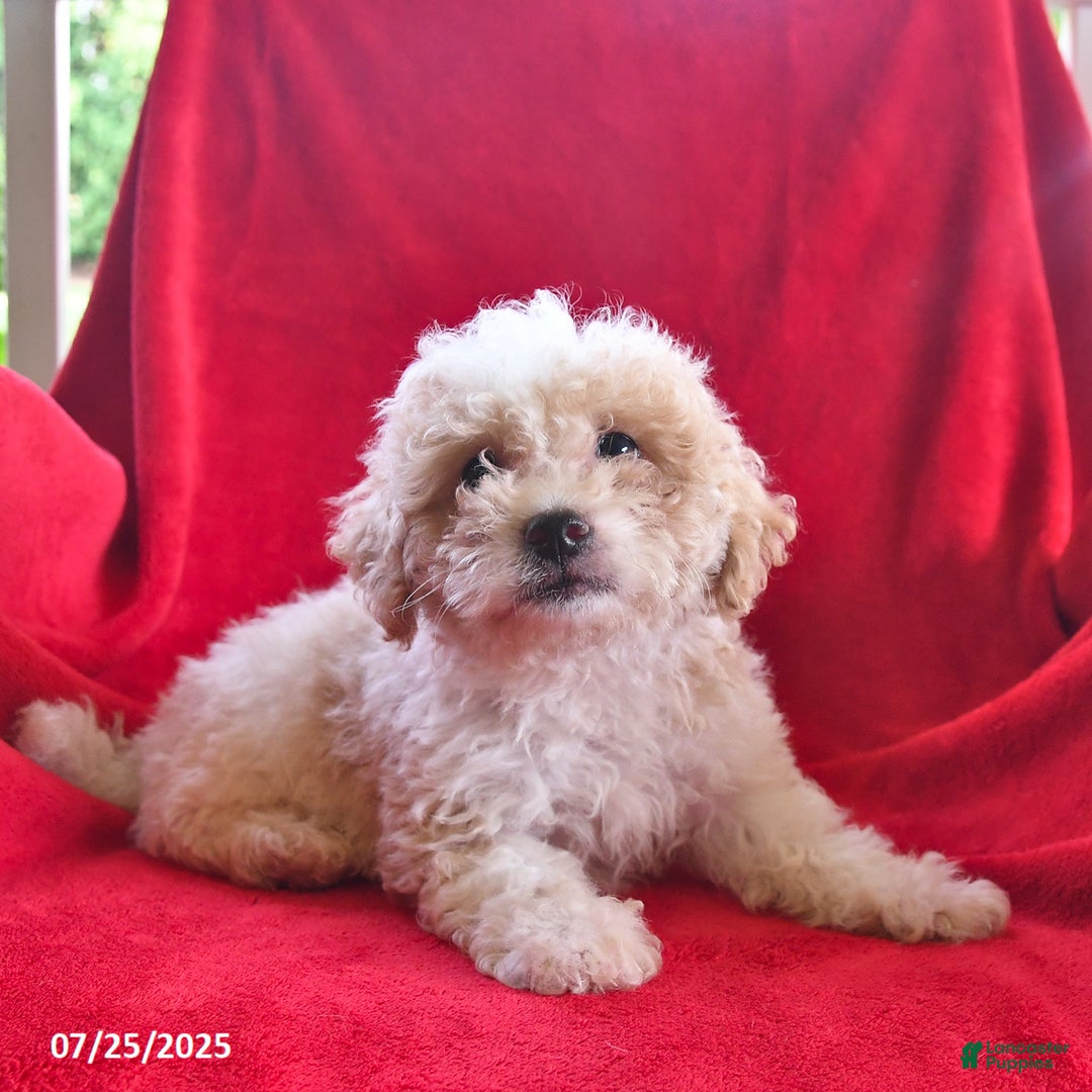 Bichpoo dogs for sale: Sammy - Image 1