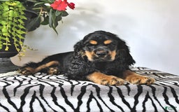 Cocker Spaniel dogs for sale: Banjo - Image 34