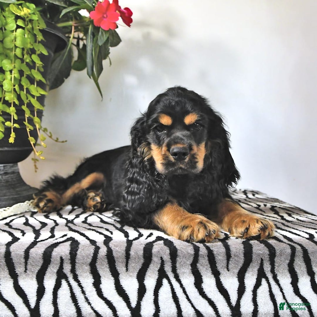 Cocker Spaniel dogs for sale: Banjo - Image 34