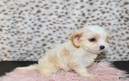 Cavapoo dogs for sale: Cavapoo 7 puppies - Image 29