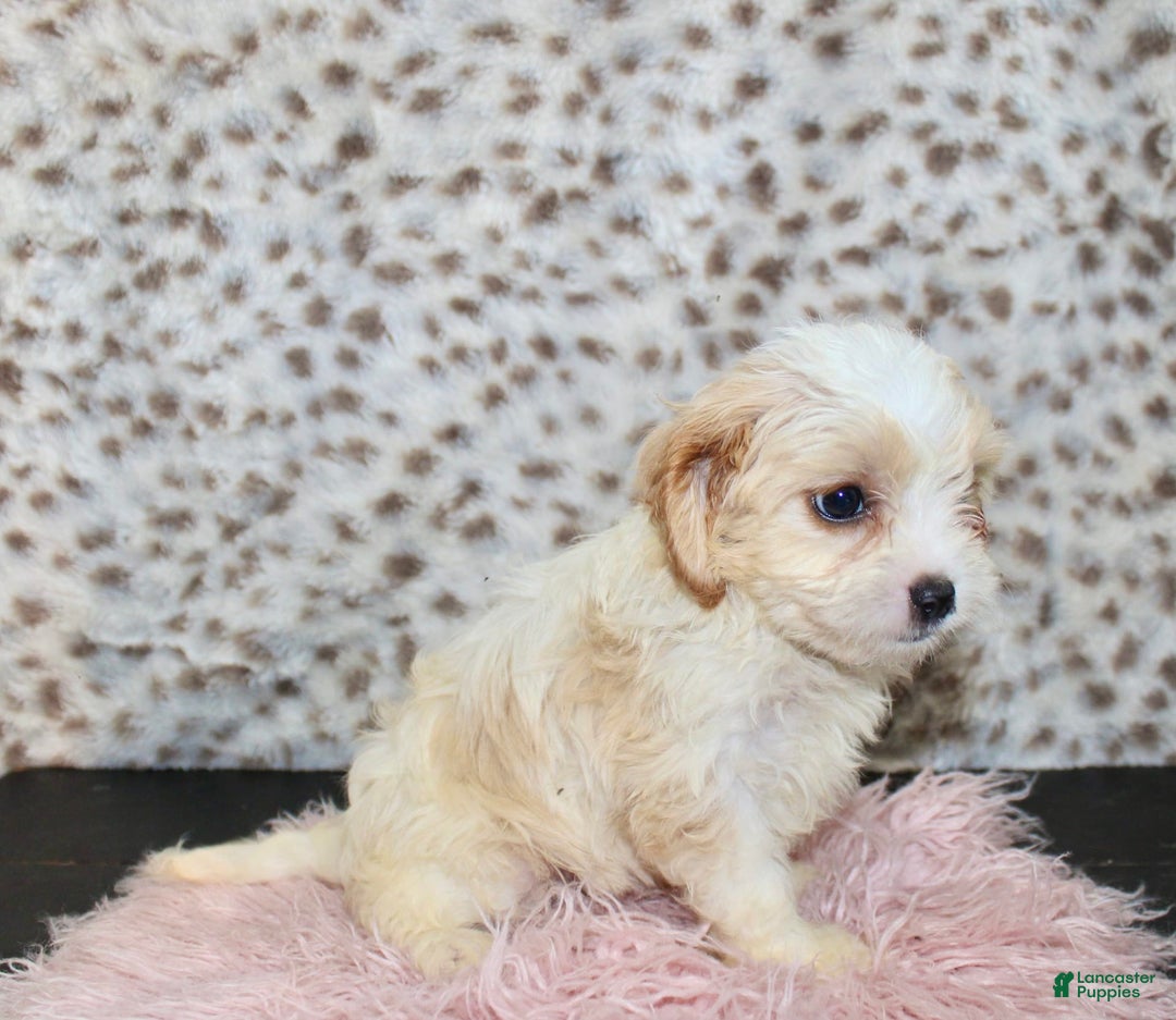 Cavapoo dogs for sale: Cavapoo 7 puppies - Image 29