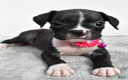 Boxer dogs for sale: Rowan - Image 6