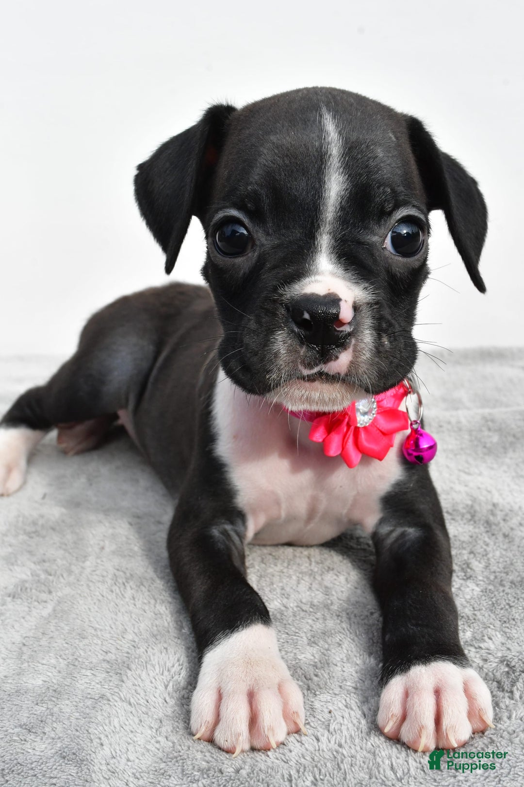 Boxer dogs for sale: Rowan - Image 6