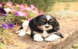Cavalier King Charles Spaniel dogs for sale: Diamond - Image 4