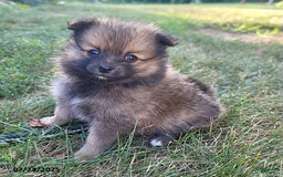 Pomeranian dogs for sale: Missy - Image 6