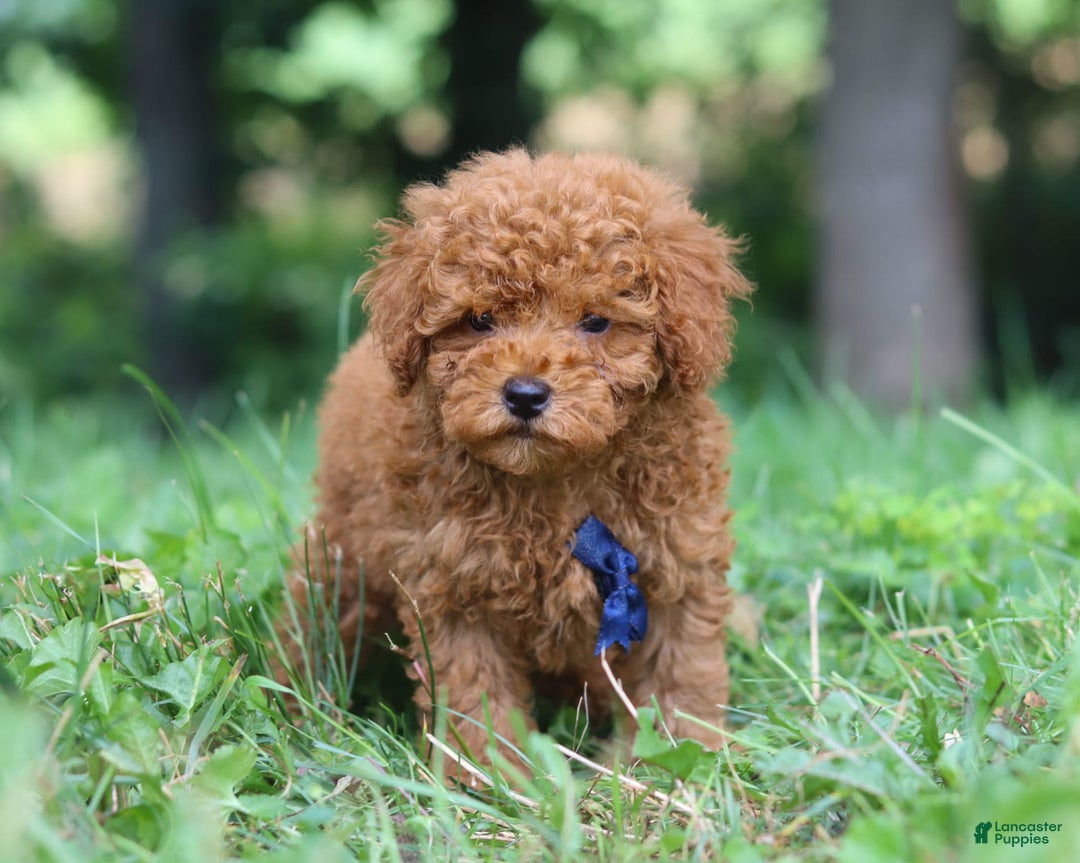 Miniature Poodle dogs for sale: Ripley - Image 3