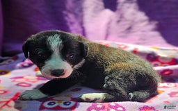Border Collie dogs for sale: Coco - Image 8