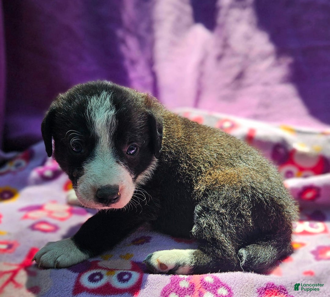 Border Collie dogs for sale: Coco - Image 8