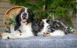 Cocker Spaniel dogs for sale: Jack - Image 6