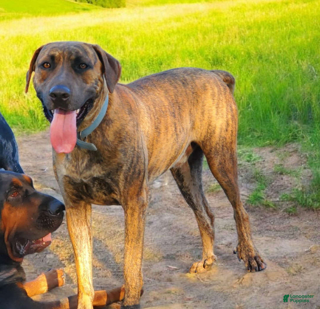 Catahoula Leopard Dog dogs for sale: Duchess 2025 - Image 6