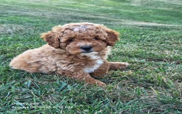 Mini Goldendoodle dogs for sale: Cuddles - Image 6