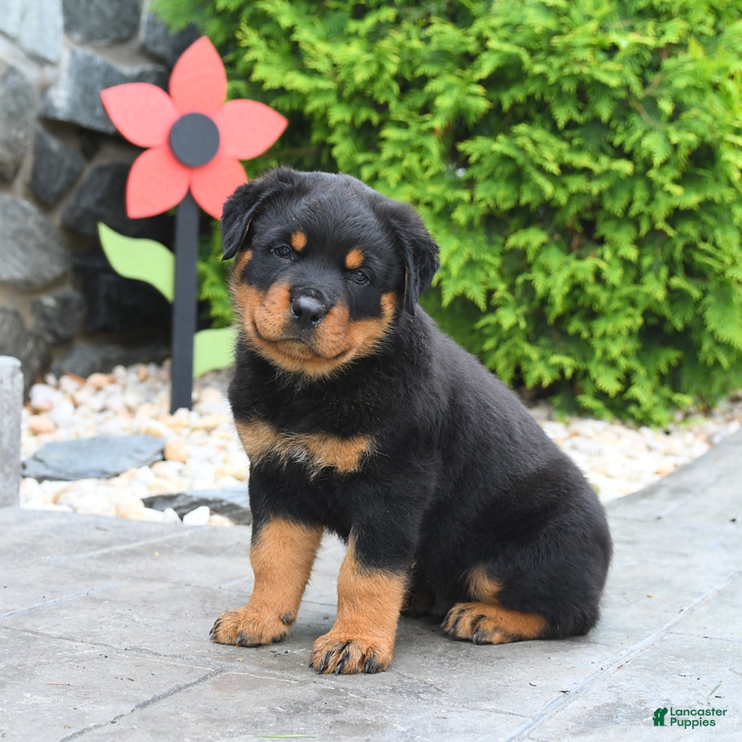 Rottweiler dogs for sale: Roman - Image 2