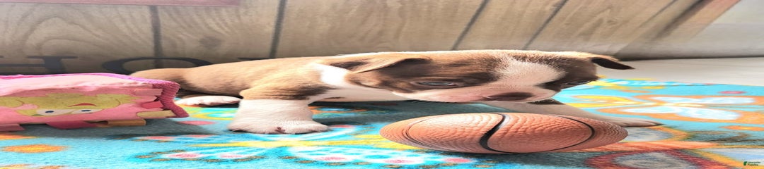 Simon