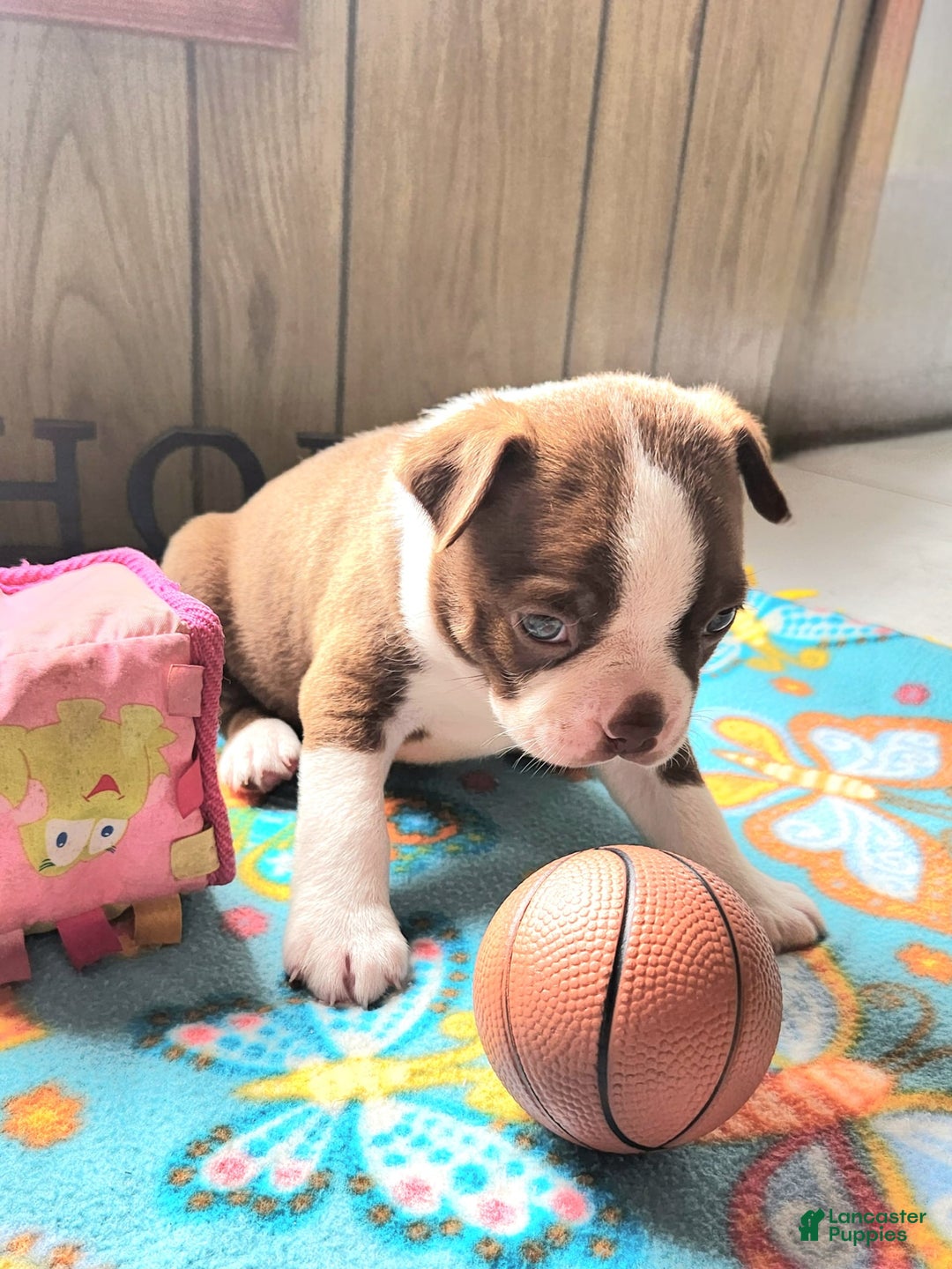Boston Terrier dogs for sale: Simon - Image 1