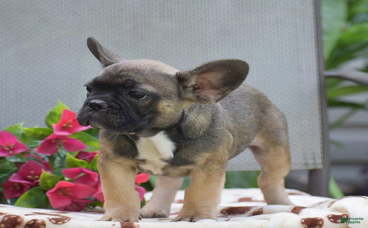 French Bulldog dogs for sale - Ad 4