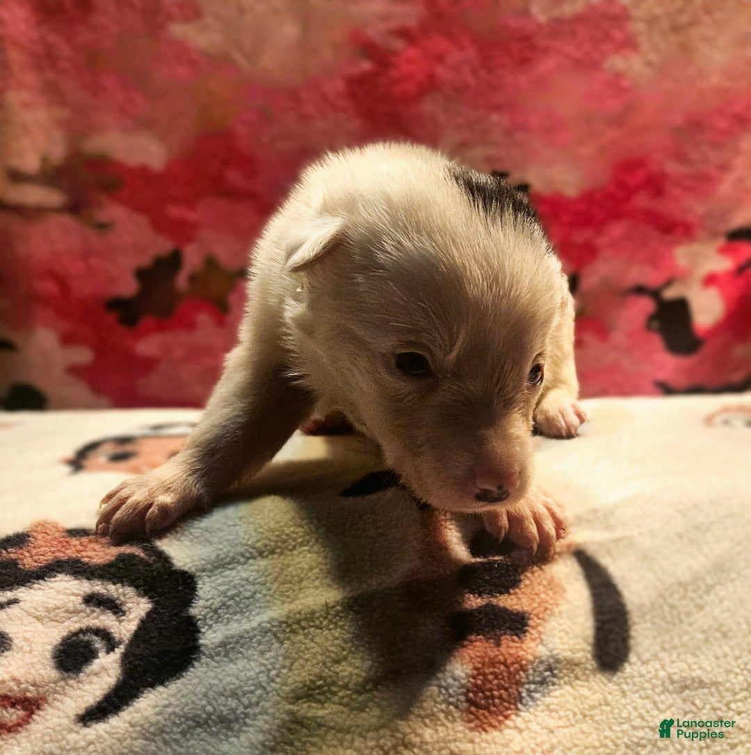 Border Collie dogs for sale: Ego - Image 10