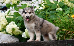 Gerberian Shepsky dogs for sale: Leo - Image 5