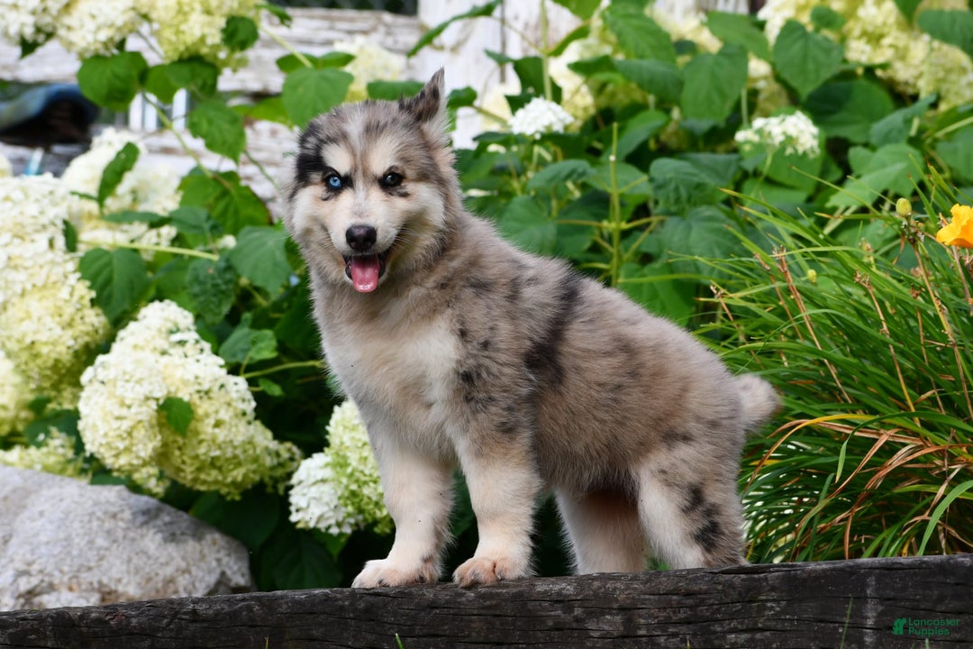 Gerberian Shepsky dogs for sale: Leo - Image 5